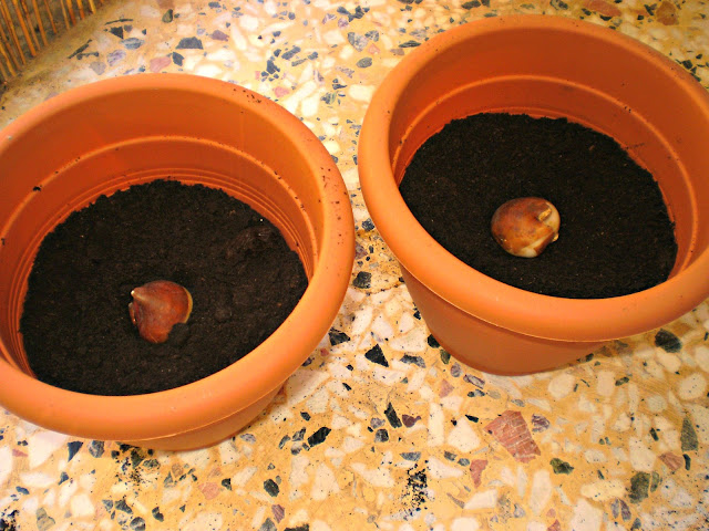 planting tulips bulbs in plastic pots