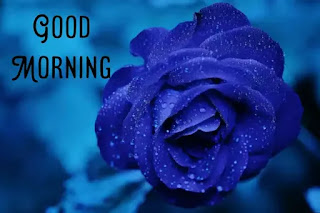 Good morning rose images