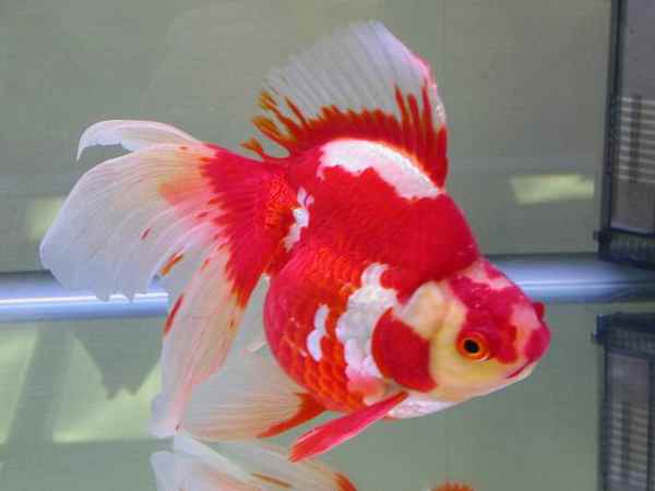 Ikan Koki Ranchu: