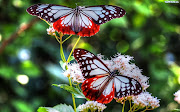 As borboletas são as flores que, enfim, conseguiram voar,