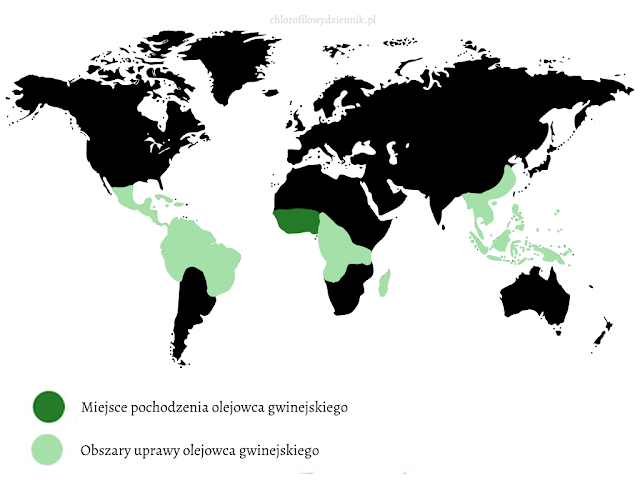 Plama olejowa olejodajna olejowiec masłopalma oil palm Elaeis guineensis pochodzienie uprawa gdzie skąd co jak rosnie wyglada czy olej palmowy jest zdrowy dlaczego klimat uprawa hodowla pokroj mapa wystepowania pochodzenia