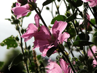 Flowers along the River Walk, Astoria, Oregon