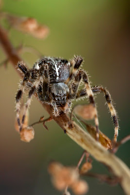 Artrópodes - Aranha (Araneus pallidus)