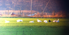 Swans