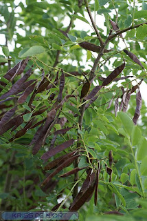 Robinier - Faux acacia - Robinia pseudoacacia