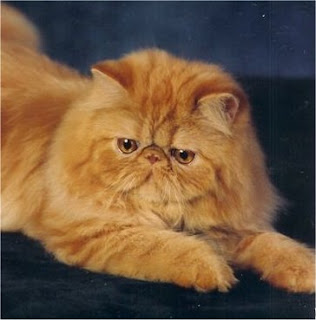 Persian Cat Picture