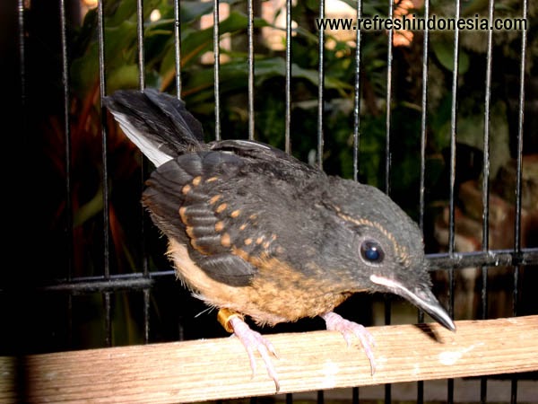 Burung mania: Burung Murai Batu dijual - info 3