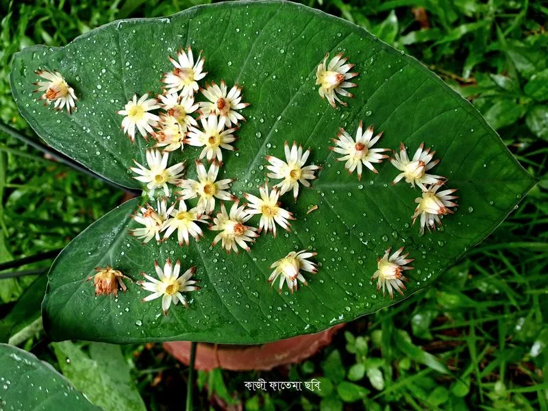 ফুলের ছবি, বিদেশি ফুলের ছবি, ফুলের ছবি সহ নাম, সুন্দর ফুলের ছবি, বিভিন্ন ফুলের ছবি, নতুন ফুলের ছবি, শাপলা ফুলের ছবি, ফুলের ছবি ডাউনলোড, ফুলের ছবি সুন্দর সুন্দর, বকুল ফুলের ছবি, সুন্দর পিকচার ফুলের পিকচার ফুলের ছবি, সেরা ফুলের ছবি, অসাধারণ কিছু ফুলের ,বিভিন্ন,ফুলের ছবি ও নাম, ফুলের ছবি download hd, বিভিন্ন রকম ফুলের ছবি।