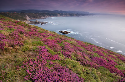 Campo de flores junto al mar - Seascape