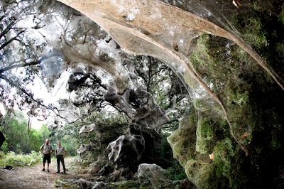 existencia araña gigante congoleña