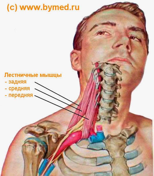 Лестничные мышцы