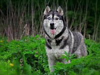 Husky