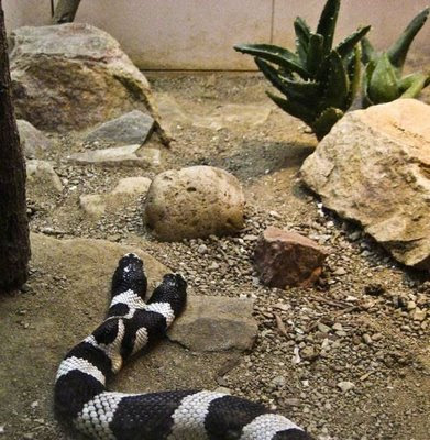 two headed snake alicante spain