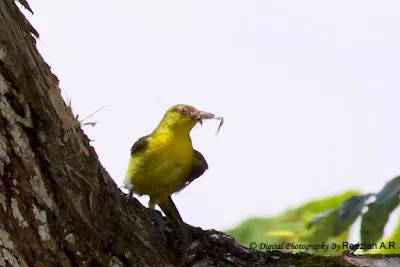 Common Iora with Nesting material