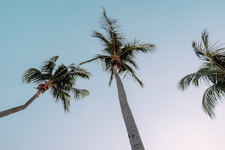 photo of coconut trees