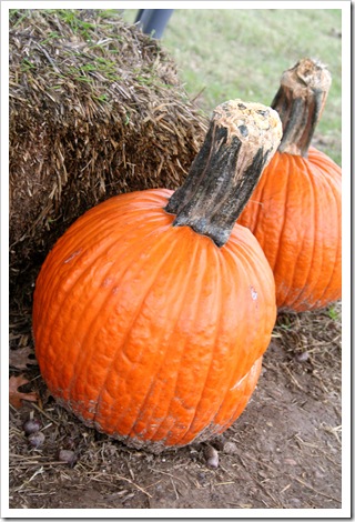 Pumpkin Patch 09 091