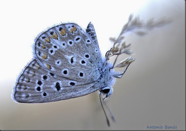 6 Mariposa _DSC1334x1
