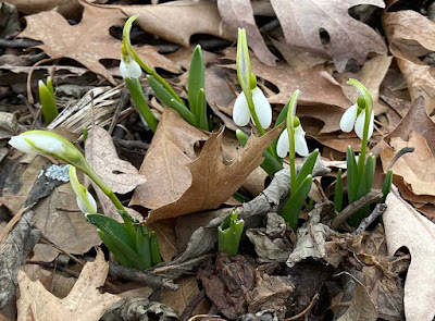 Green shoots with down-facing white flowers, coming out of the ground, surrounded by brown oak leaves