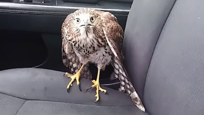 Harvey Rescue hawk