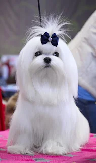 Maltese dog