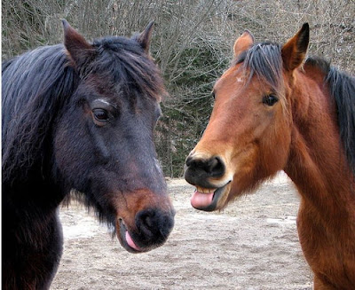 Photobombs By Horses Seen On www.coolpicturegallery.net