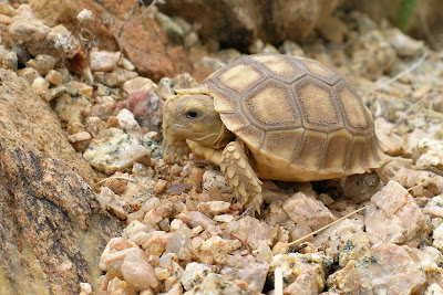 desert tortoise