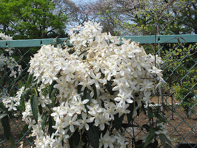 Clematis armandii grow and care