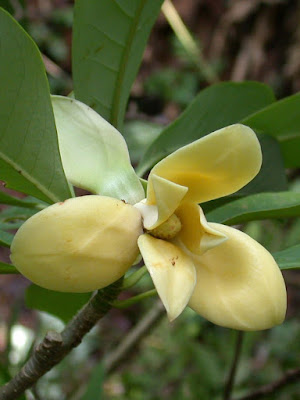 จำปาหลวง Magnolia utilis