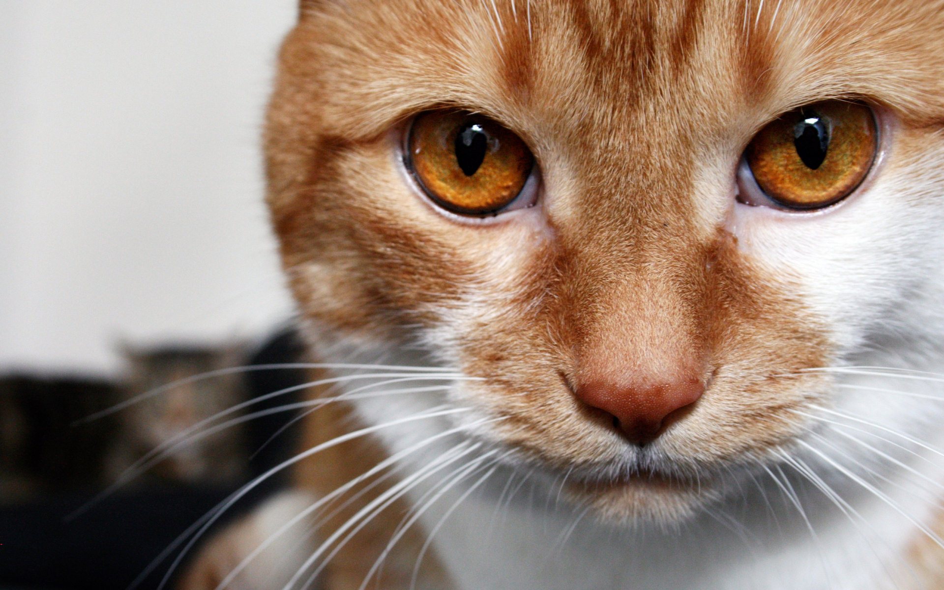 Brown Eyes Cat Widescreen HD Desktop Backgrounds, Wallpapers