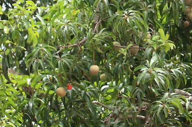 10 Lines On Mango Tree in English For Kids and Senior Students
