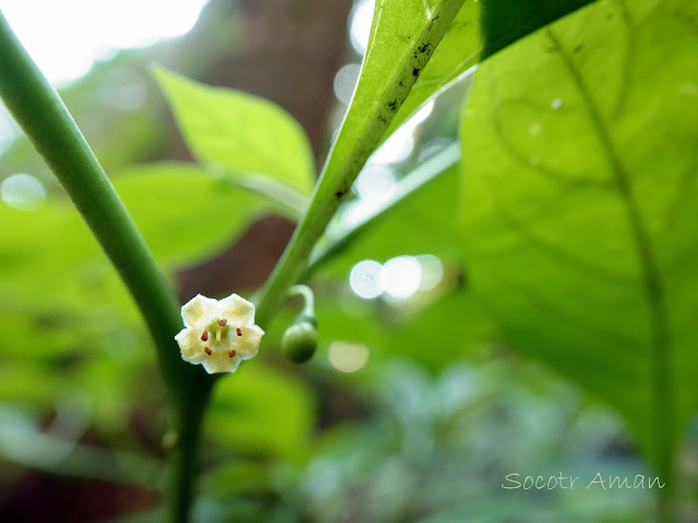 Tubocapsicum anomalum