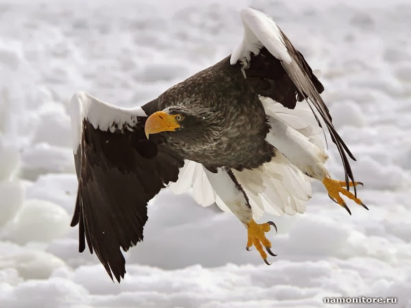 3D Flying Bald Eagle HD Wallpaper Free