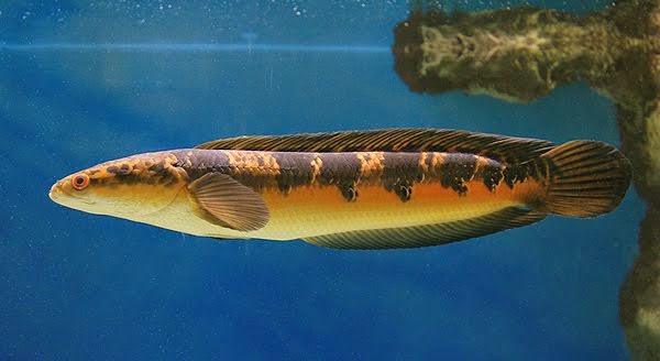Channa Maruliodes Emperor Snakehead Penggila Ikan Hias