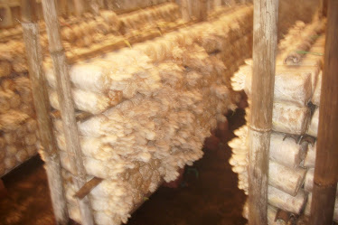 saung suung farm Budidaya Jamur  Tiram  Putih 