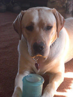 Picture of Toby looking at the camera - he just stopped playing with his blue toy - his paws are holding his toy up