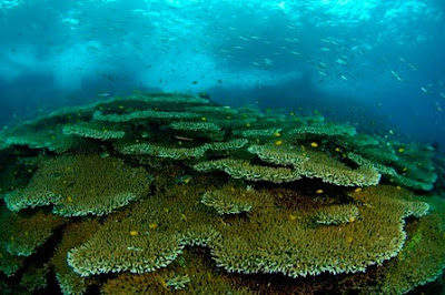 Diving in Raja Ampat Sea