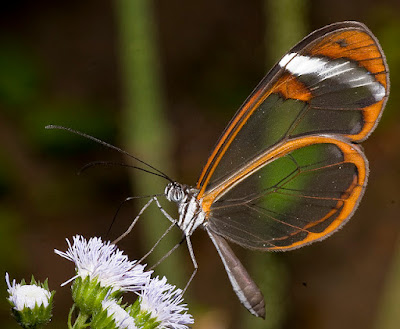 Resultado de imagen para mariposas con alas transparentes