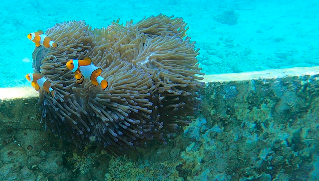 Nemo at Tanjung Putus Island, Lampung, Indonesia