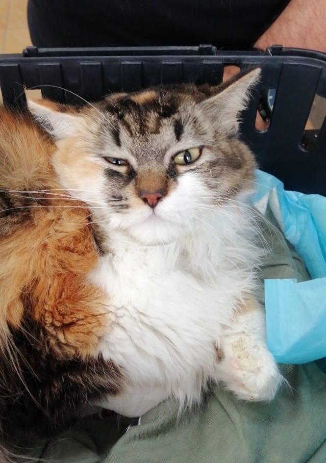 Minou