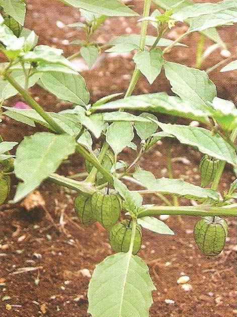 Tanaman Obat Keluarga Back to Nature CIPLUKAN Tanaman Obat Keluarga Back to Nature CIPLUKAN