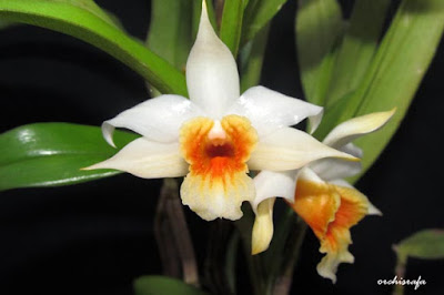 Dendrobium cariniferum care and culture