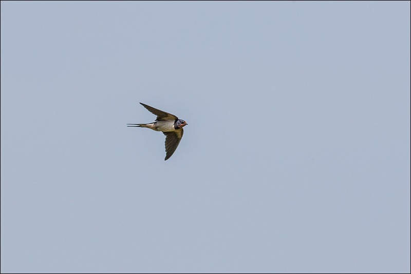 Swallow