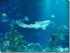 The Deep 027