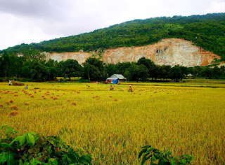 canh-dong-lua-tai-huyen-tri-ton