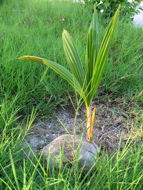 Monocotyledones - coconut