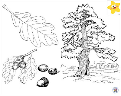 coloring pages acorn