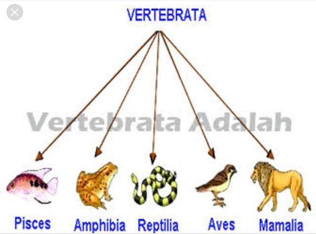 Filum Vertebrata