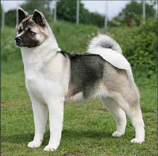 american akita dog hound canine pooch canis bow-wow despicable fellow qen txakurra gos pas hond koer aso koira kutya hundur madra pets huisdieren animaux de compagnie Haustiere de companie husdjur Evcil Hayvan anifeiliaid anwes domace zvali augintiniai alagang hayop domaci zvirata kucni ljubimci animals domestics maskotak