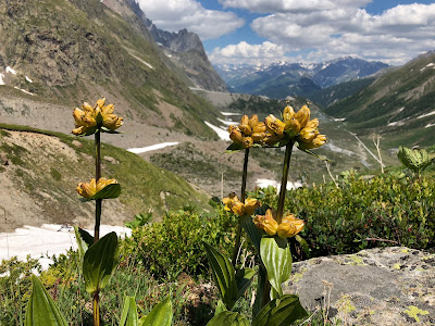 A view of Val Veny looking northeast with Spotted Gentian.