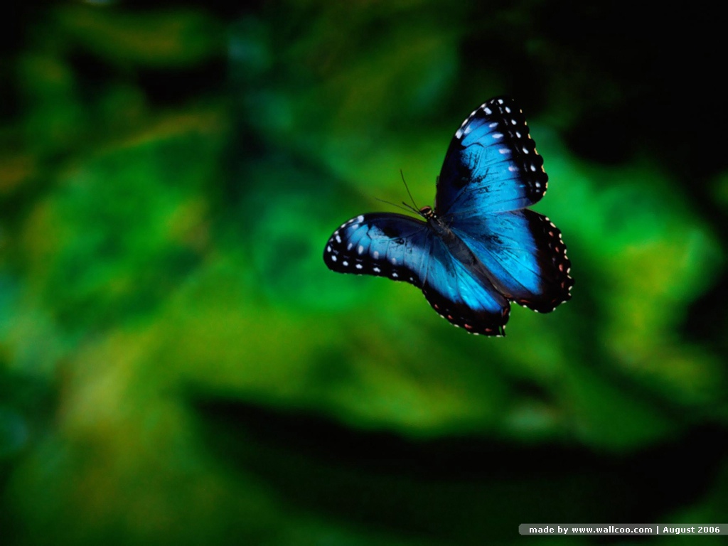https://blogger.googleusercontent.com/img/b/R29vZ2xl/AVvXsEgXEya7_9-yIRSb2F2I7ZmO7sII7oancGwEjuKDK4Dui8j01imy71uRRfmHLFoqnaB8FkGBT4tVJ5OflIRMYZ7S48gcAiL8FbtscWk346Zf6r0mkZlB_Uc57kWRmWeMX4NgejPls7H668KZ/s1600/Best+Blue+Butterfly+Wallpaper.jpg
